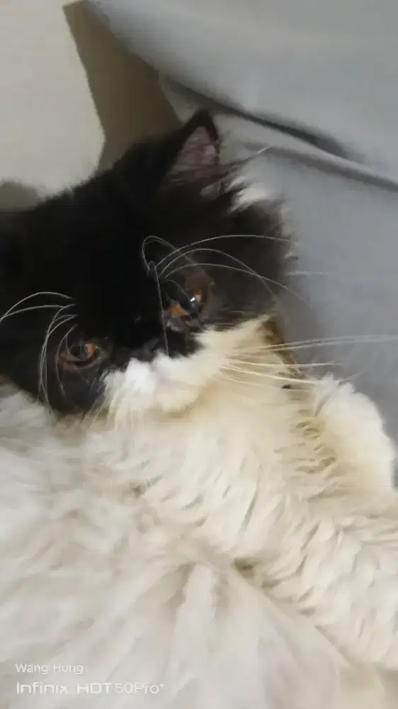 Kucing Persia peaknose