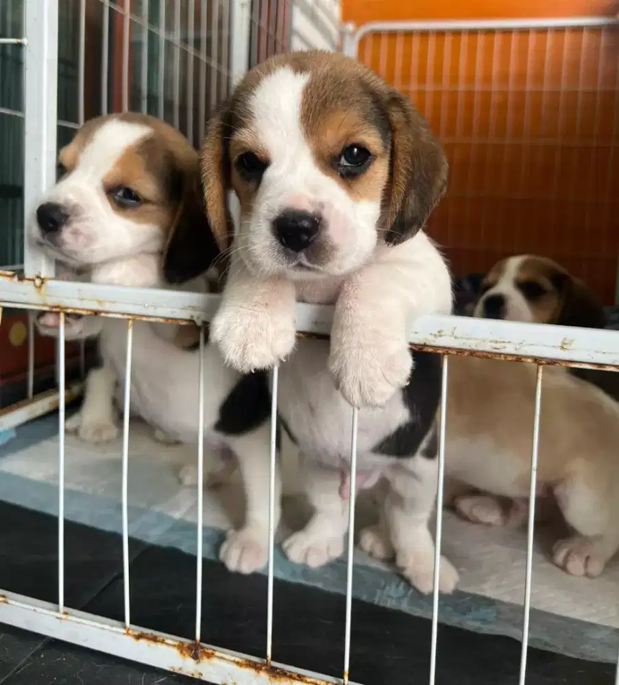 DIJUAL ANJING BEAGLE