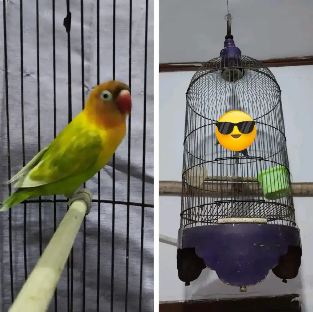 Lakbet + kandang nya