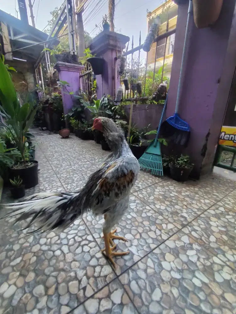 Ayam Bangkok klasik semi lidi