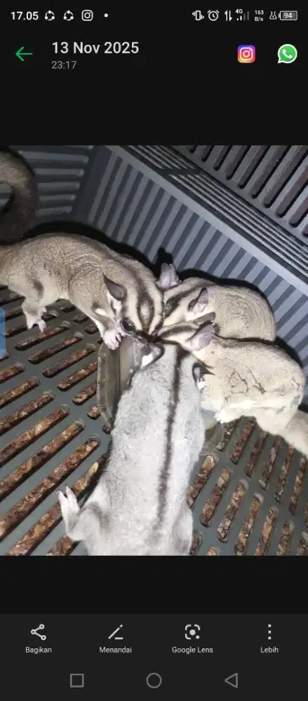 sugar glider white face jantan borongan