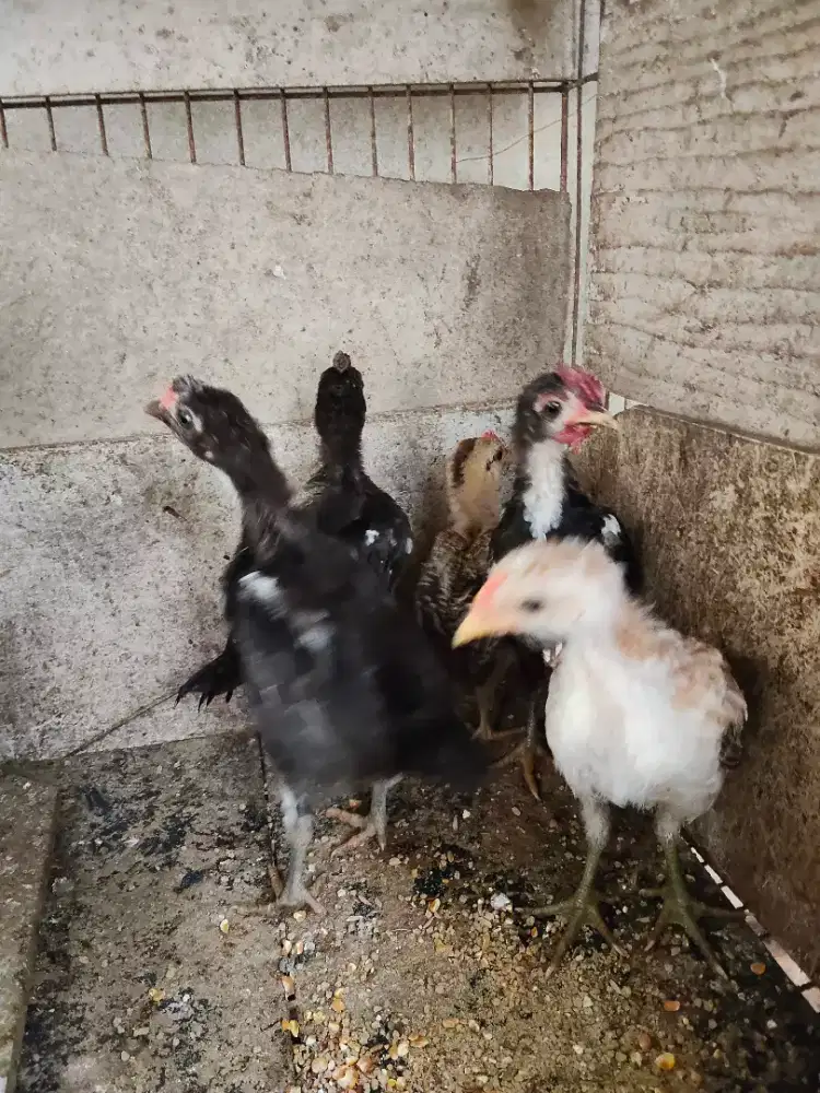 anak ayam ketawa