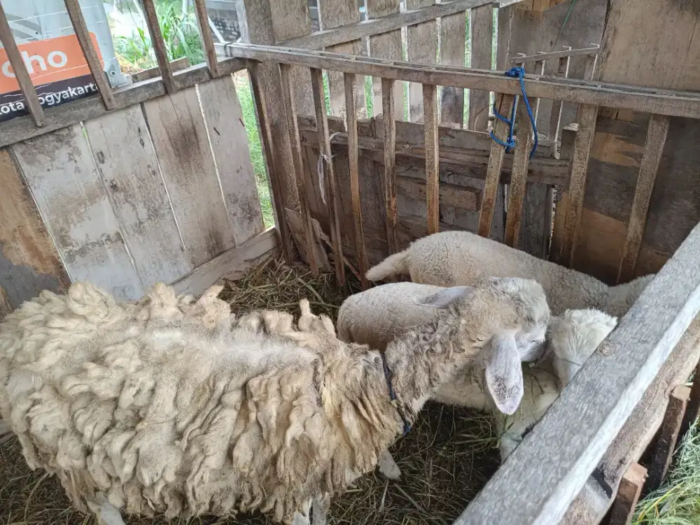 Dijual kambing atau domba babon dan anaknya