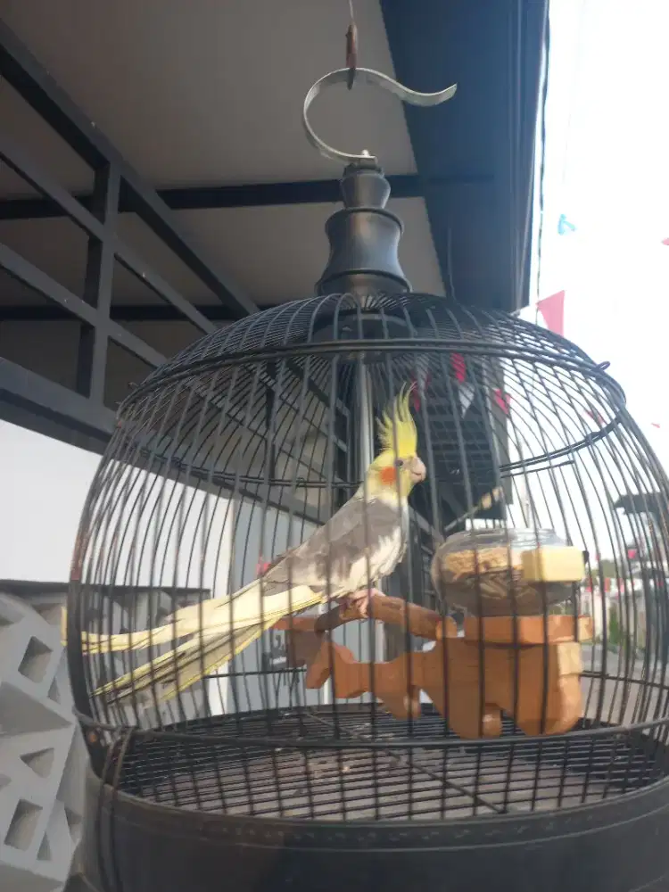 Burung Falk jantan siapan