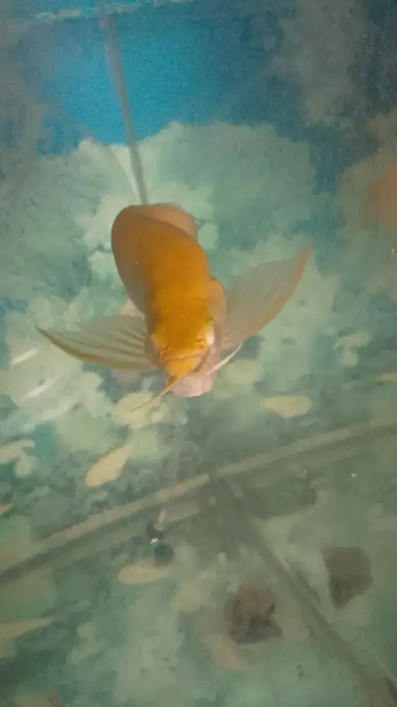 Ikan arwana albino