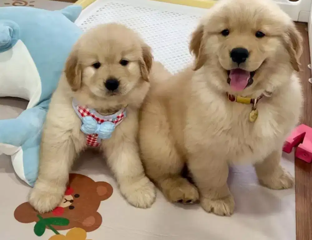 DIJUAL ANJING GOLDEN RETRIEFER