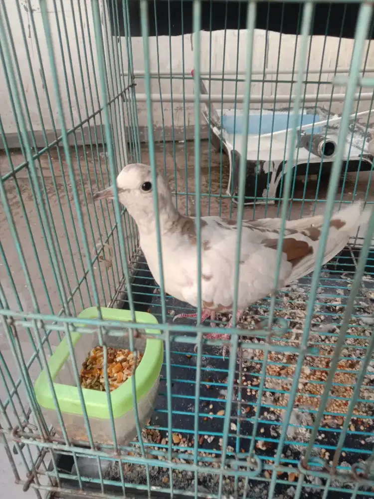 PUTER BLOROK JANTAN