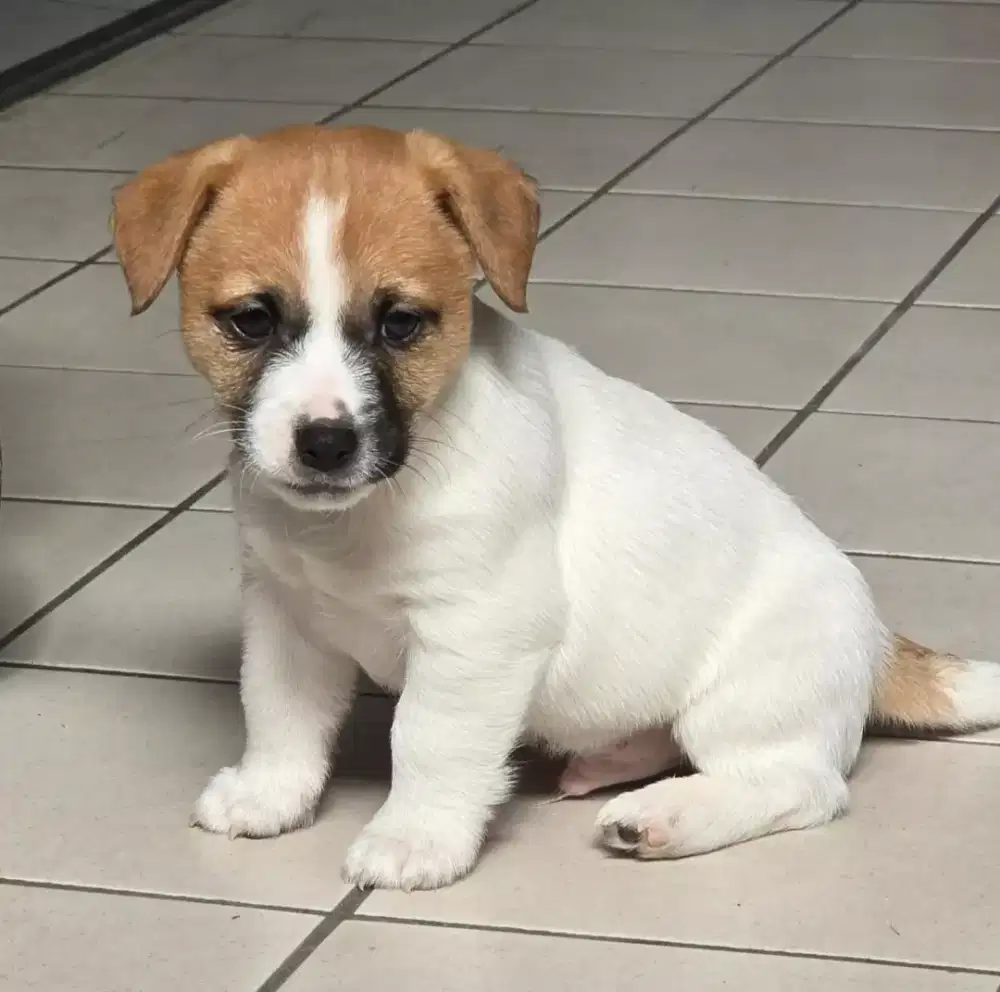 DIJUAL ANJING JACK RUSSELL