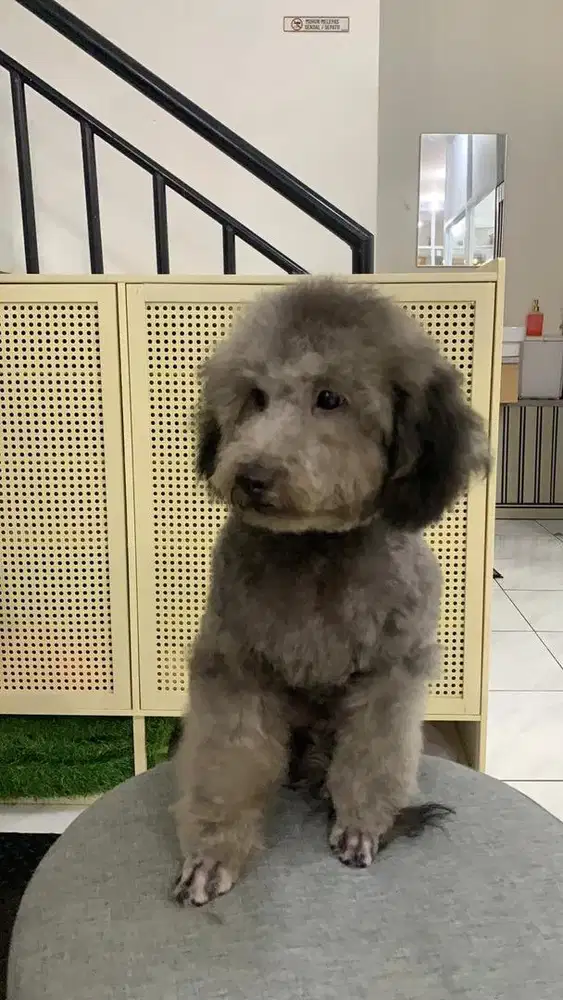 Toy poodle silver