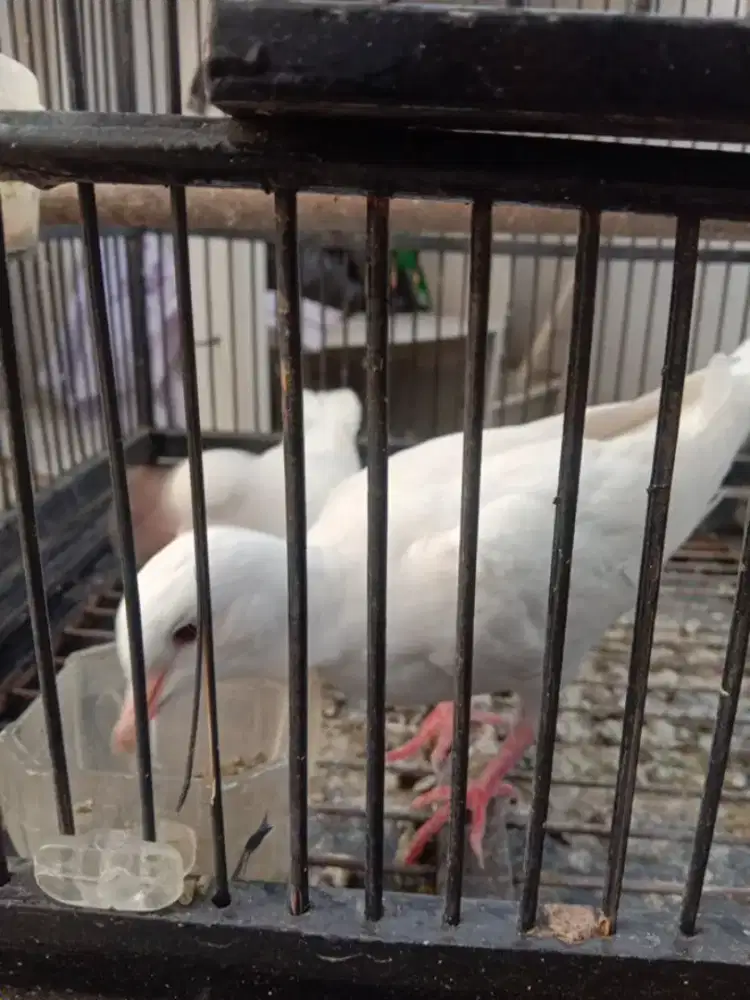 PUTER ALBINO SEPASANG