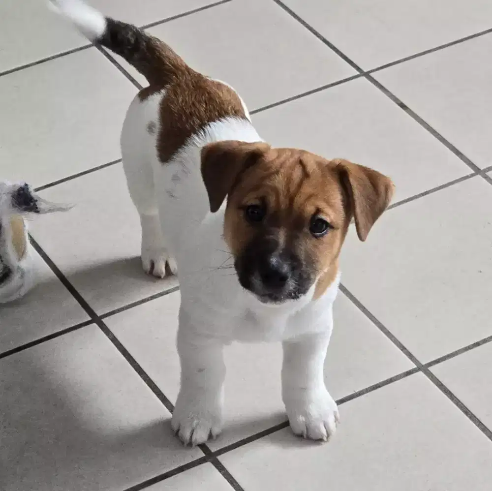 DIJUAL ANJING JACK RUSSELL
