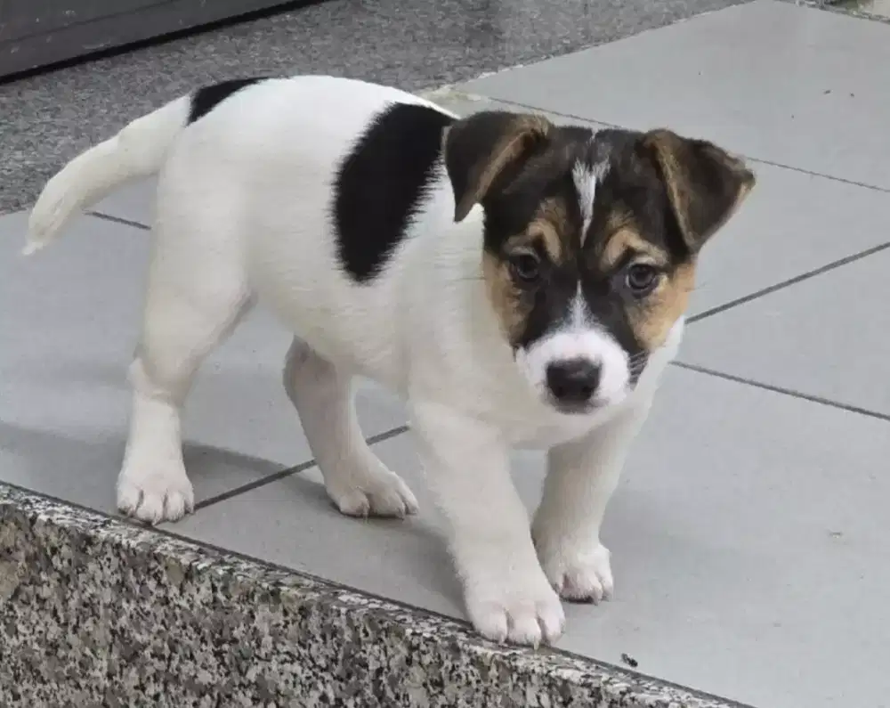 DIJUAL ANJING JACK RUSSELL