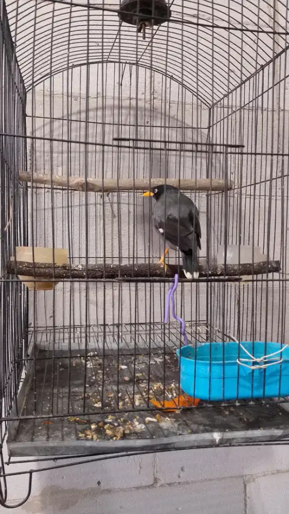 Burung jalak kerbau