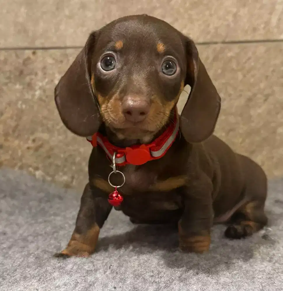 DIJUAL ANJING TECKEL