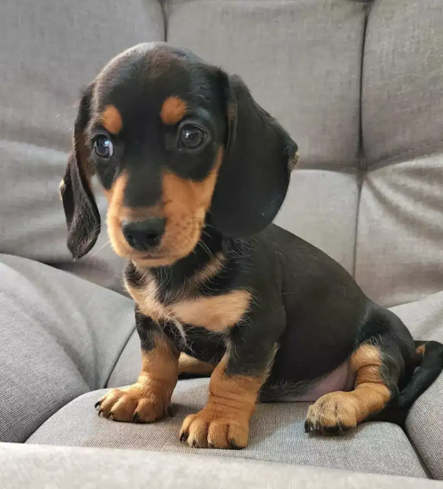 DIJUAL ANJING TECKEL