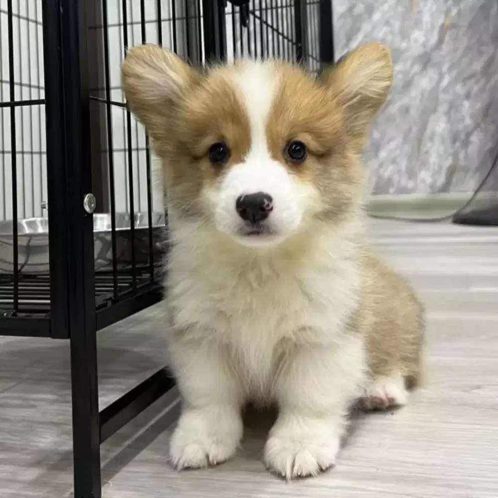 DIJUAL ANJING WELSH CORGI