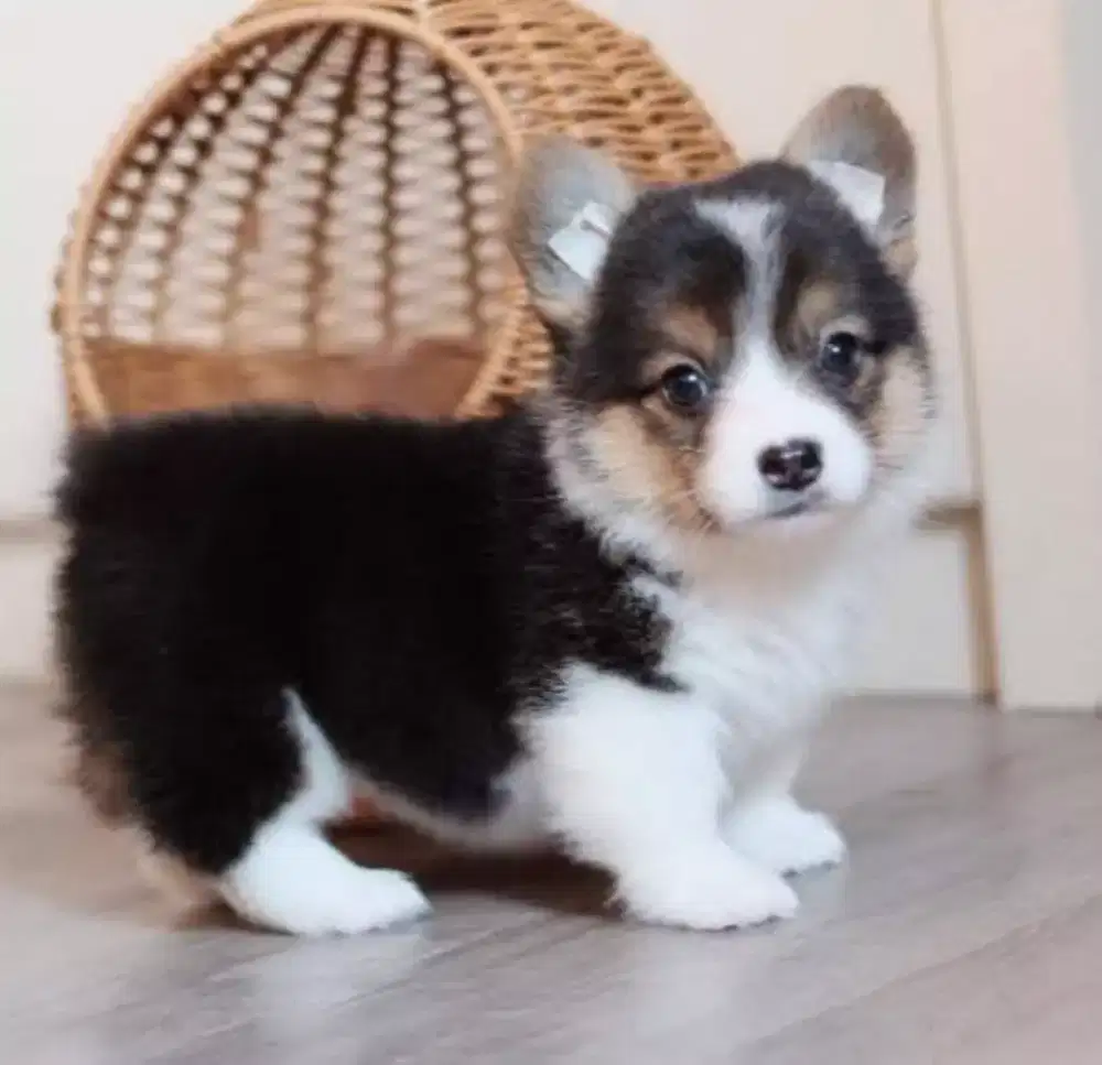 DIJUAL ANJING WELSH CORGI