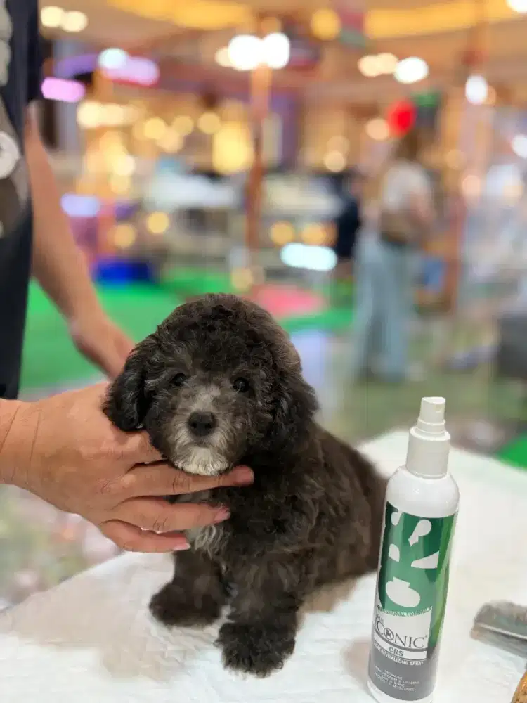 Miniature silver poodle & party silver poodle