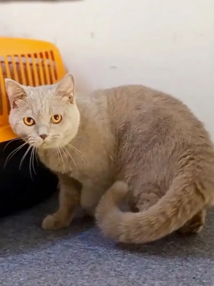 British Shorthair Lilac