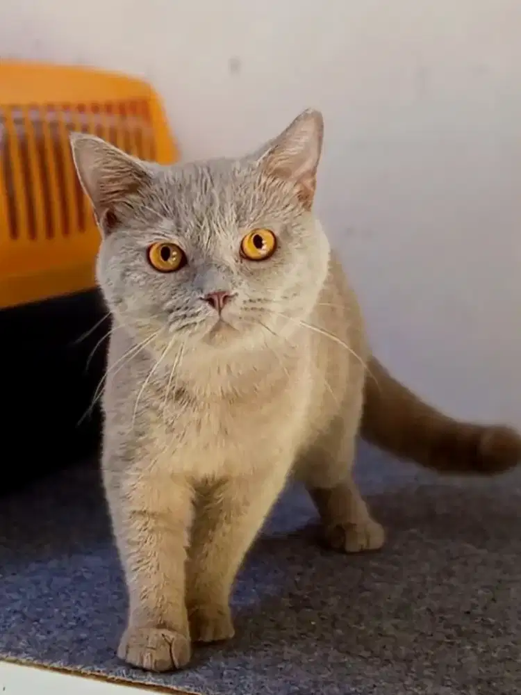 British Shorthair Lilac
