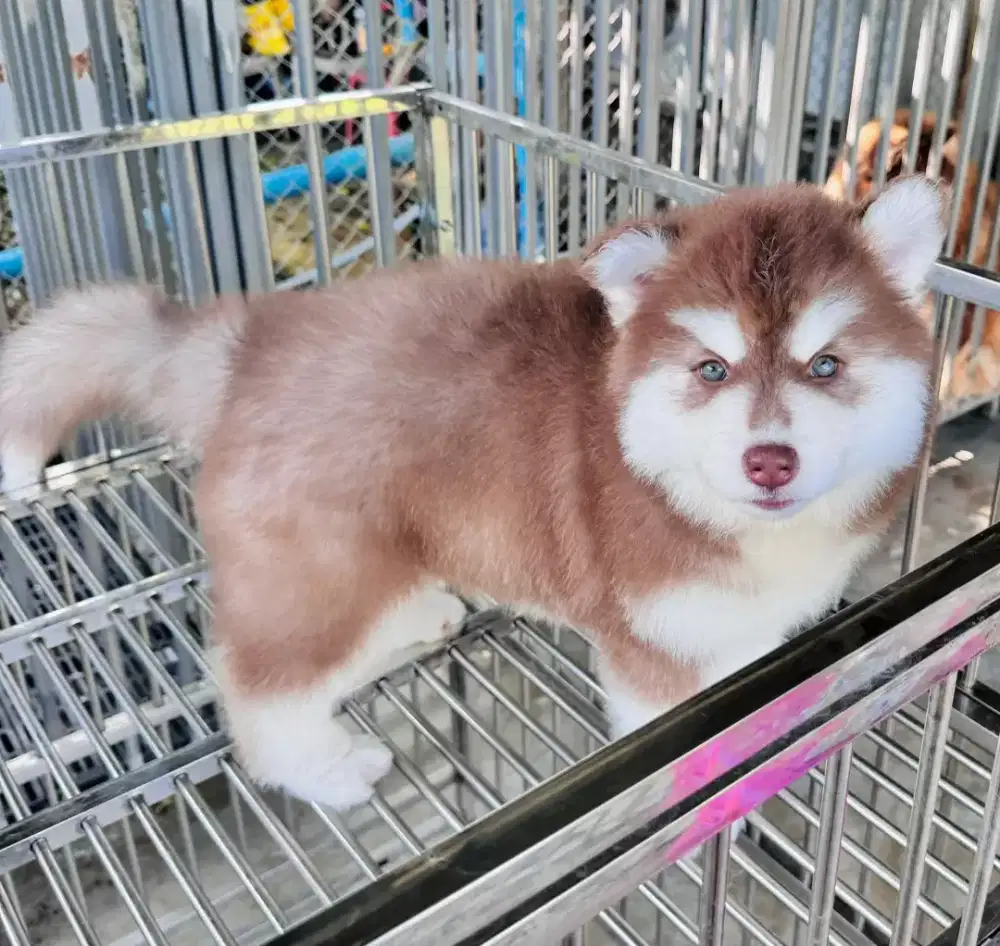 DIJUAL ANJING SIBERIAN HUSKY