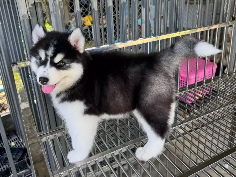 DIJUAL ANJING SIBERIAN HUSKY