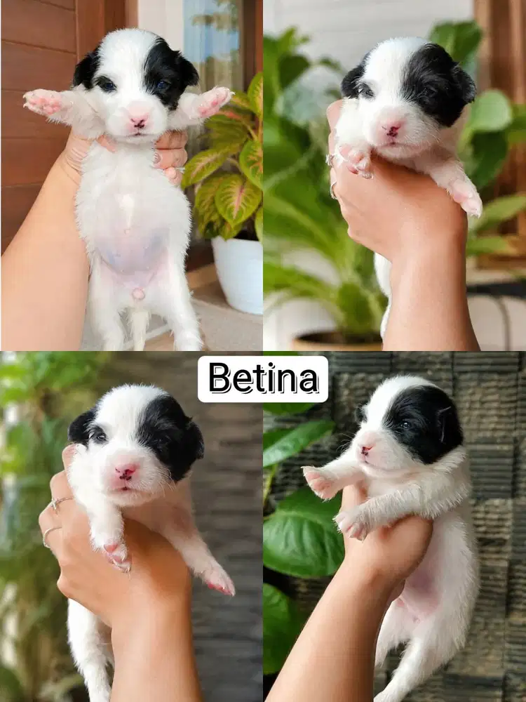JUAL ANAK BORDER COLLIE