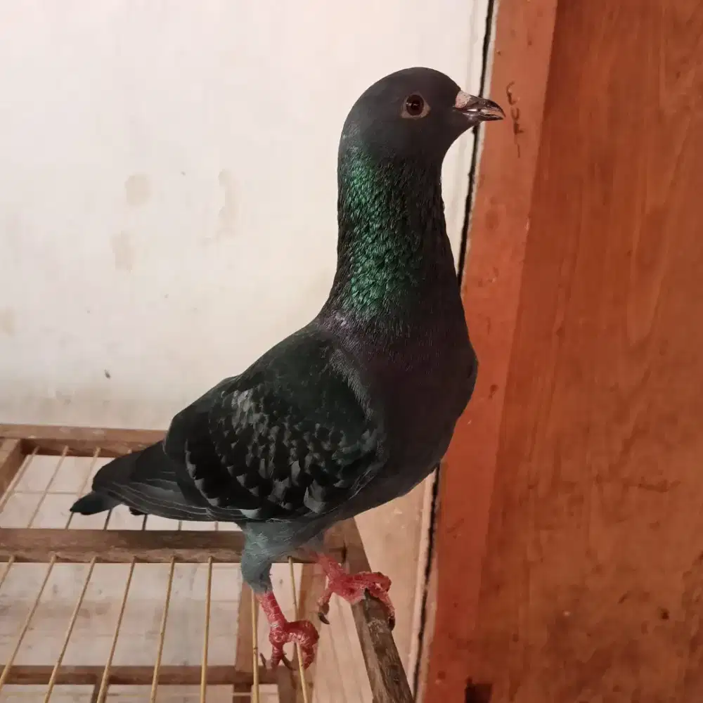 Burung merpati kolong tritis mata jawa