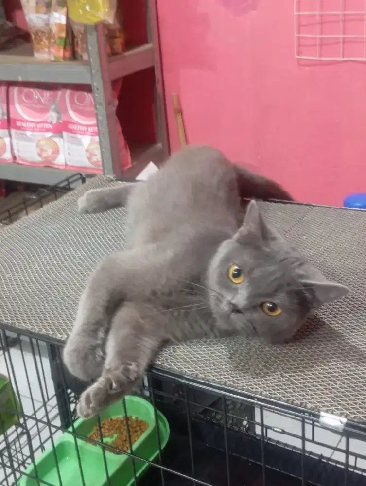 Kucing british shorthair mix persia