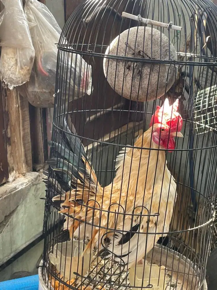 ayam kate sehat aman sentosa