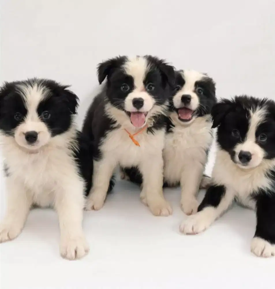 DIJUAL ANJING BORDER COLLIE