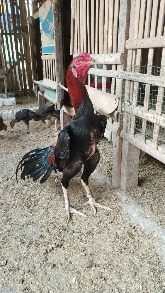 Jual Ayam Bangkok