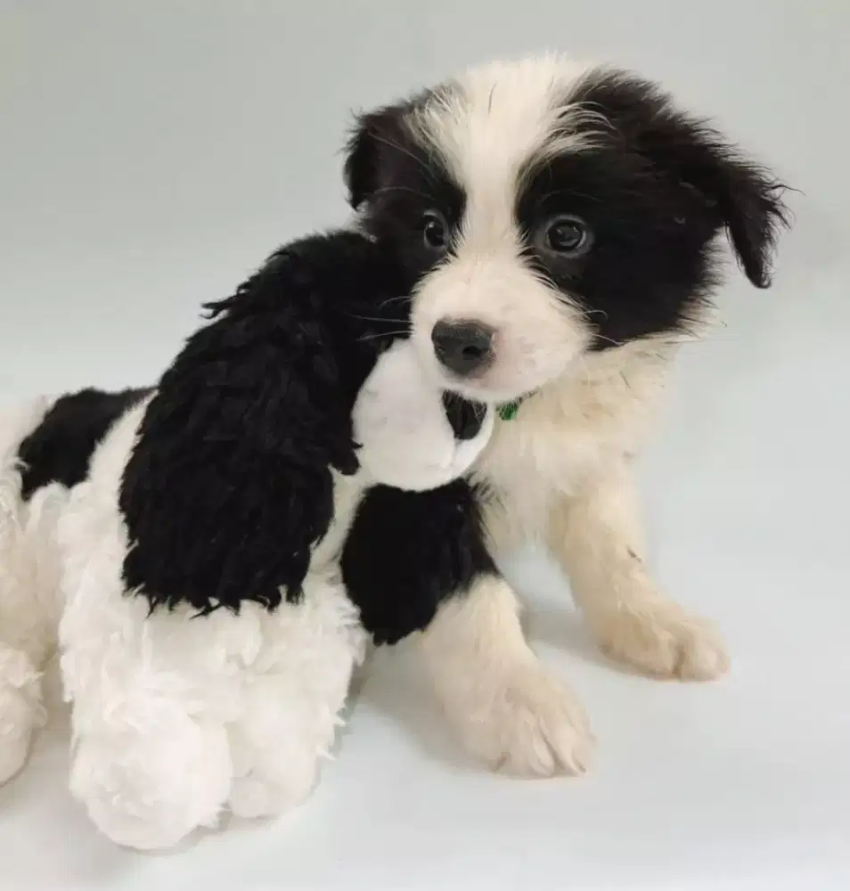 DIJUAL ANJING BORDER COLLIE