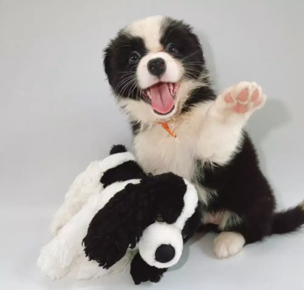 DIJUAL ANJING BORDER COLLIE