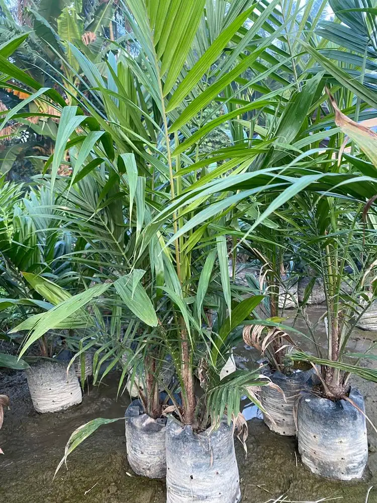 Jual bibit sawit