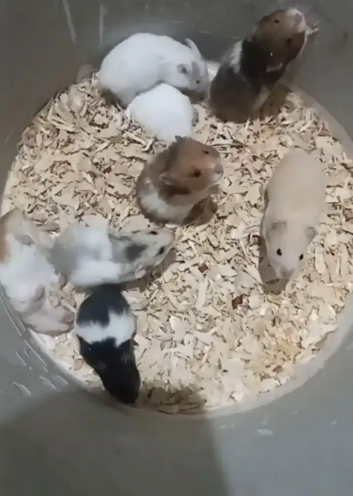Jual hamster sirian