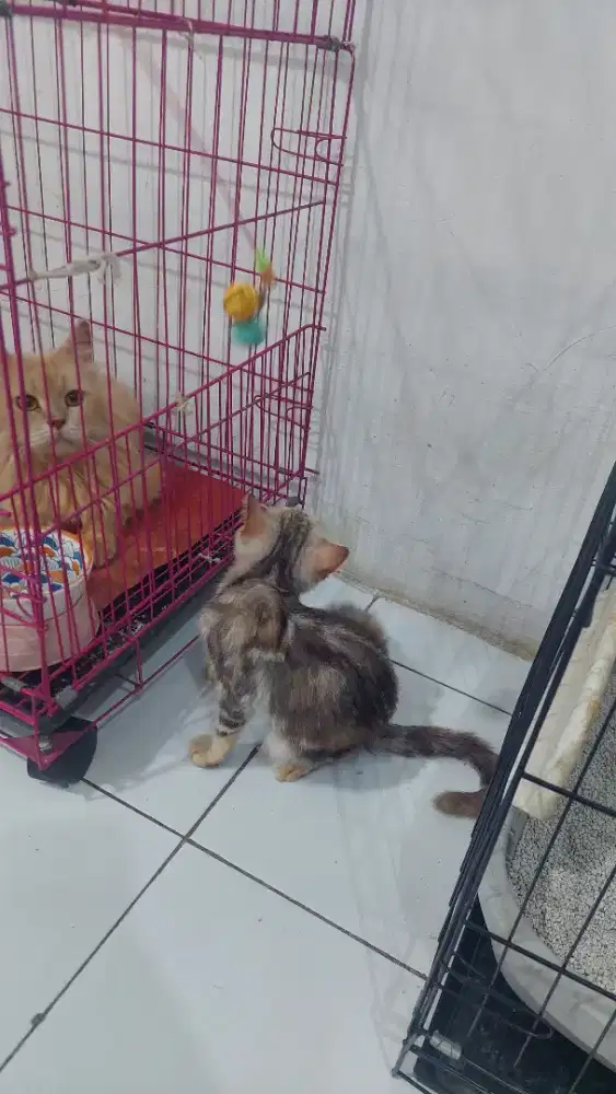 Kucing persia x mainecoon
