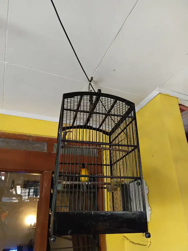 KUTILANG MAS FULSET SANGKAR DAN KERODONG.