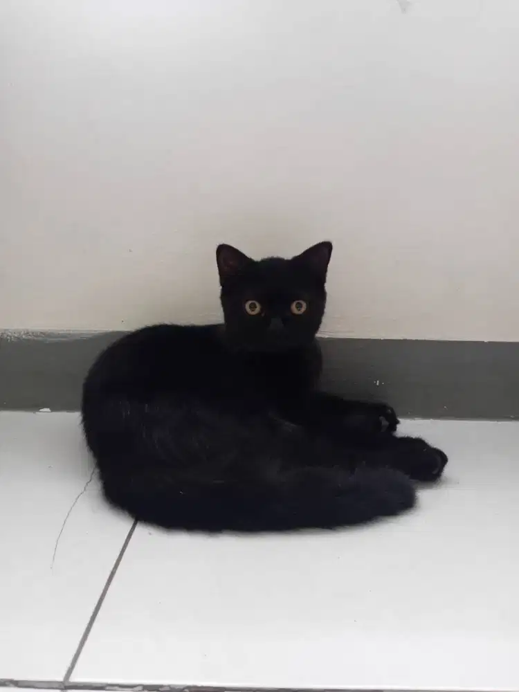 kucing BSH black