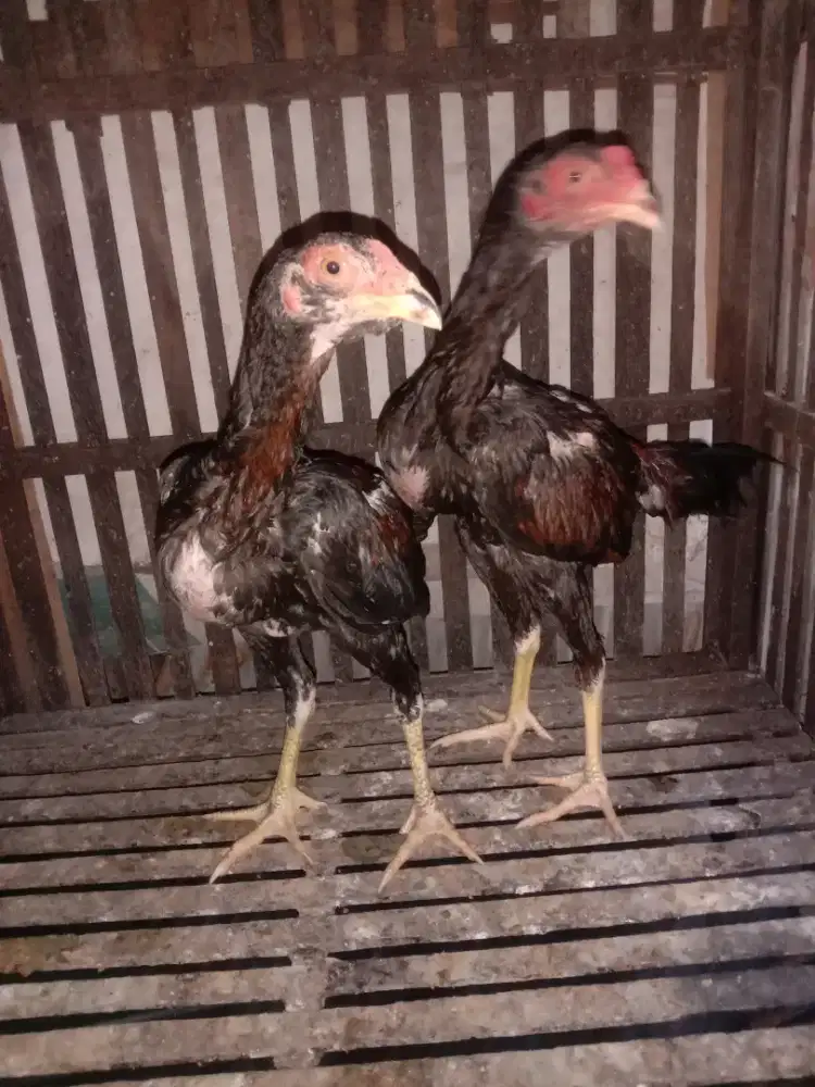 Ayam jenis bangkok