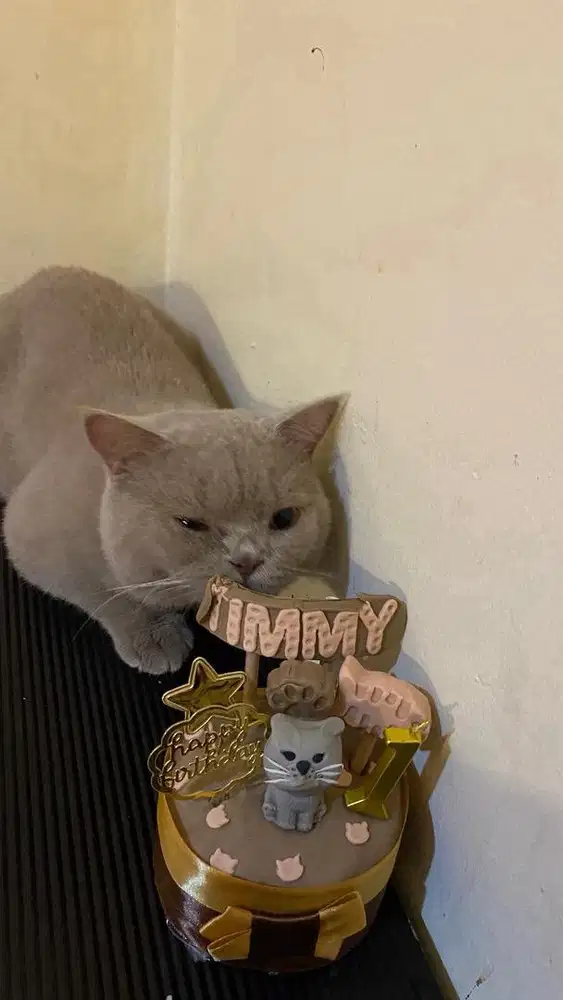 Jasa pacak kucing British shorthair