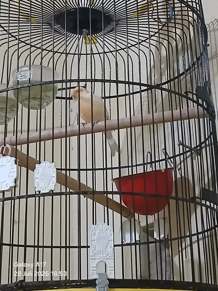 Dilelang siapa cepat dapat satu ekor burung kenari gacor siap kontes