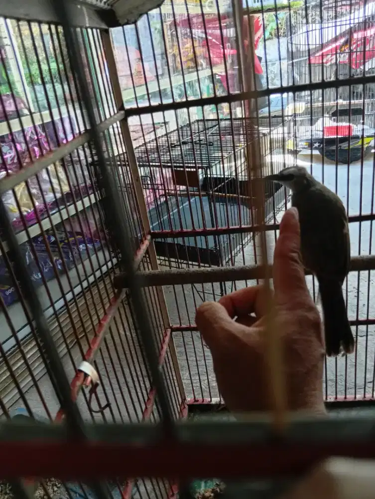 Burung Trucuk jinek rajin bunyi
