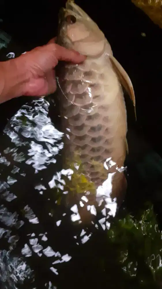 ARWANA GOLDEN 53cm (mati)