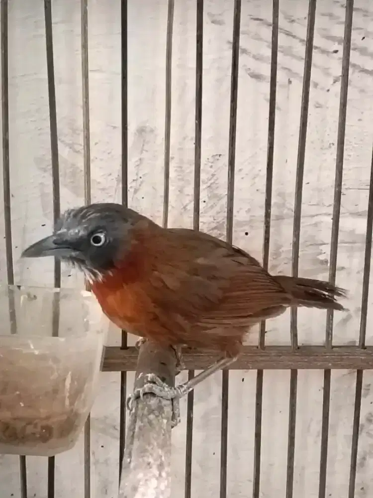 tepus kepala abu mulus