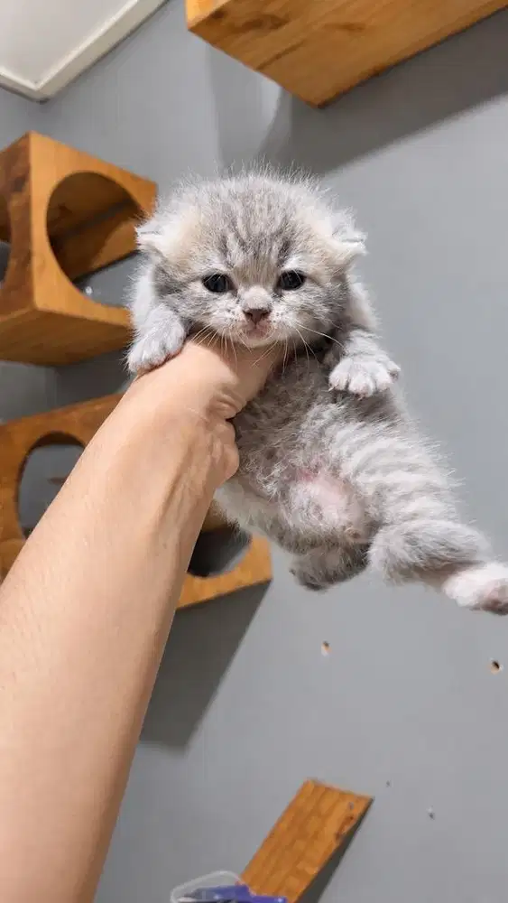 Kucing Kitten British Short Hair (BSH)