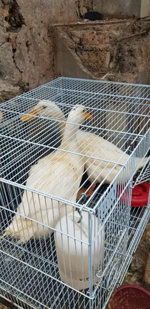 Bebek peking sepasang.