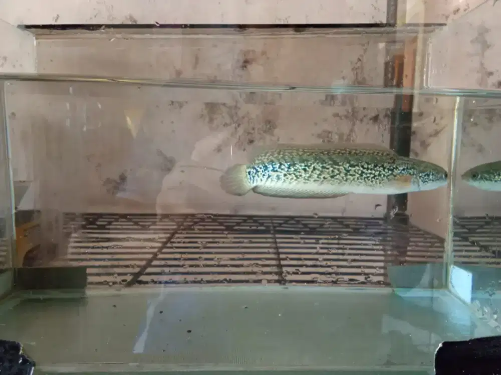 Chana RSP Kalimaya