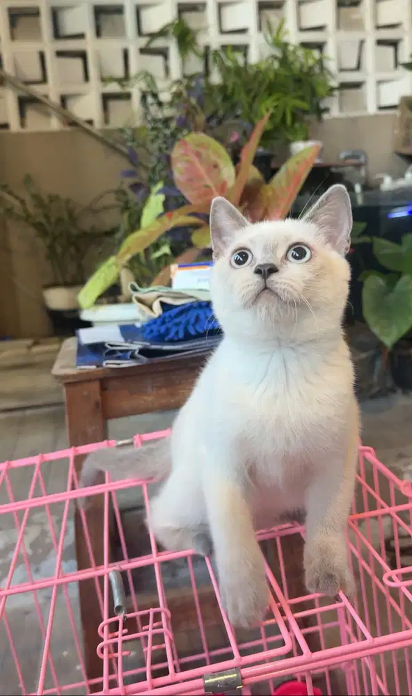 BSH Color Point Betina