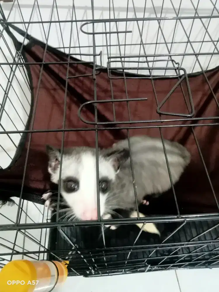 Musang pandan mozaik